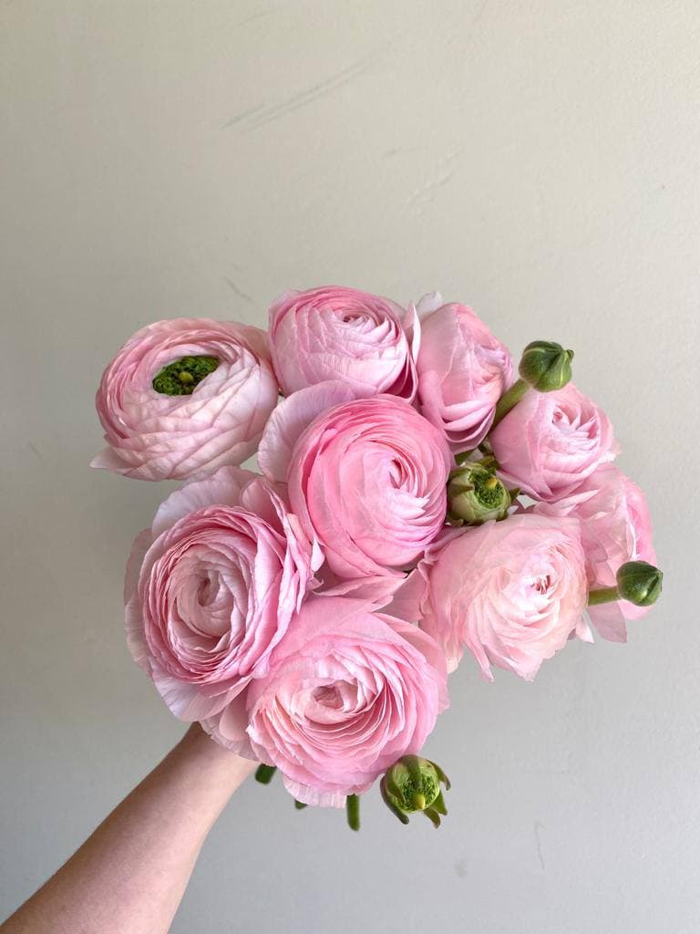 Ранункулюсы